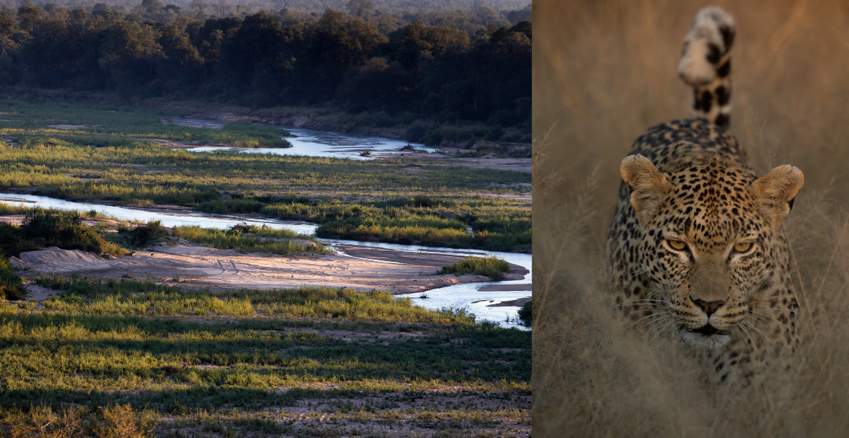 Tengile Malamala Collection Expands with New Flagship Lodge